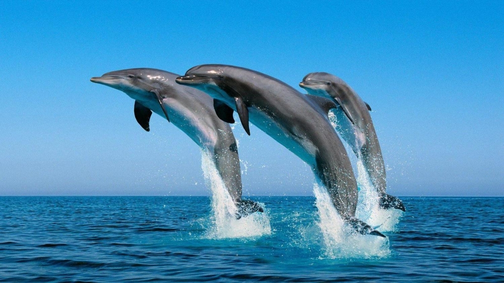 Dolphin Tour Oman